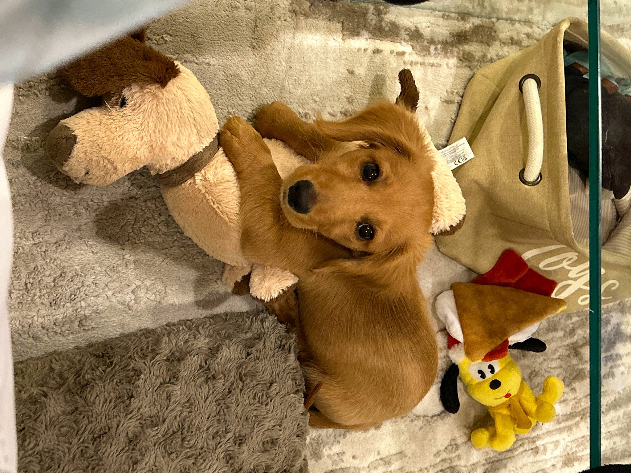 Oliver is registered to the contest to win money with this photo: art, baby_toys, carnivore, companion_dog, dog_breed, fawn, felidae, fur, linens, mammal, plush, snout, sporting_group, stuffed_toy, terrestrial_animal, textile, toy, visual_arts, wood, working_animal