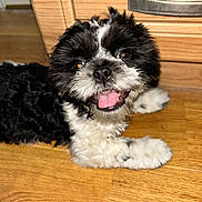 Pyper joined the competition — help win amazing prizes! puppy, dog, black_and_white, tongue_out, happy, pet, floor, wooden_floor, indoor, cabinet, fur, cute, animal, young_dog, lying, domestic_animal, playful, canine, smiling, portrait