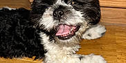 Pyper joined the competition — help win amazing prizes! puppy, dog, black_and_white, tongue_out, happy, pet, floor, wooden_floor, cute, fur, lying_down, indoor, small_dog, animal, playful, close_up, adorable, domestic_animal, young_dog, canine