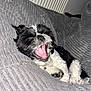 Pyper joined the competition — help win amazing prizes! dog, pet, black_and_white, yawning, sleepy, cozy, blanket, indoor, fur, paw, resting, cute, animal, canine, couch, relaxing, comfort, texture, soft, snout