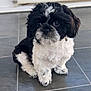 Pyper is registered to the contest to win money with this photo: puppy, dog, black_and_white, cute, fluffy, indoor, tile_floor, small_dog, pet, sitting, fur, animal, adorable, companion, young_dog, looking_up, domestic, house, floor, radiator