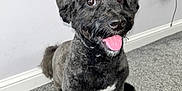 Zico is registered to the contest to win money with this photo: dog, black_dog, pet, indoor, carpet, tongue_out, happy, sitting, groomed, fur, animal, canine, companion, cute, friendly, domestic, portrait, floor, wall, electrical_socket