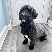 Zico is registered to the contest to win money with this photo: dog, black_dog, bow_tie, carpet, indoor, pet, cute, sitting, floor, door, fur, groomed, portrait, looking_up, house, animal, companion, waiting, adorable, well_dressed