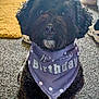 Zico joined the competition — help win amazing prizes! dog, black_dog, bandana, birthday, pet, indoor, carpet, fur, cute, animal, sitting, looking_up, celebration, home, legs, shoes, yellow_rug, curly_fur, portrait, closeup
