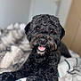 Zico joined the competition — help win amazing prizes! dog, black_dog, curly_fur, smiling, bed, blanket, indoor, pet, canine, fur, animal, portrait, cute, lying_down, happy, cozy, domestic_animal, close_up, resting, friendly