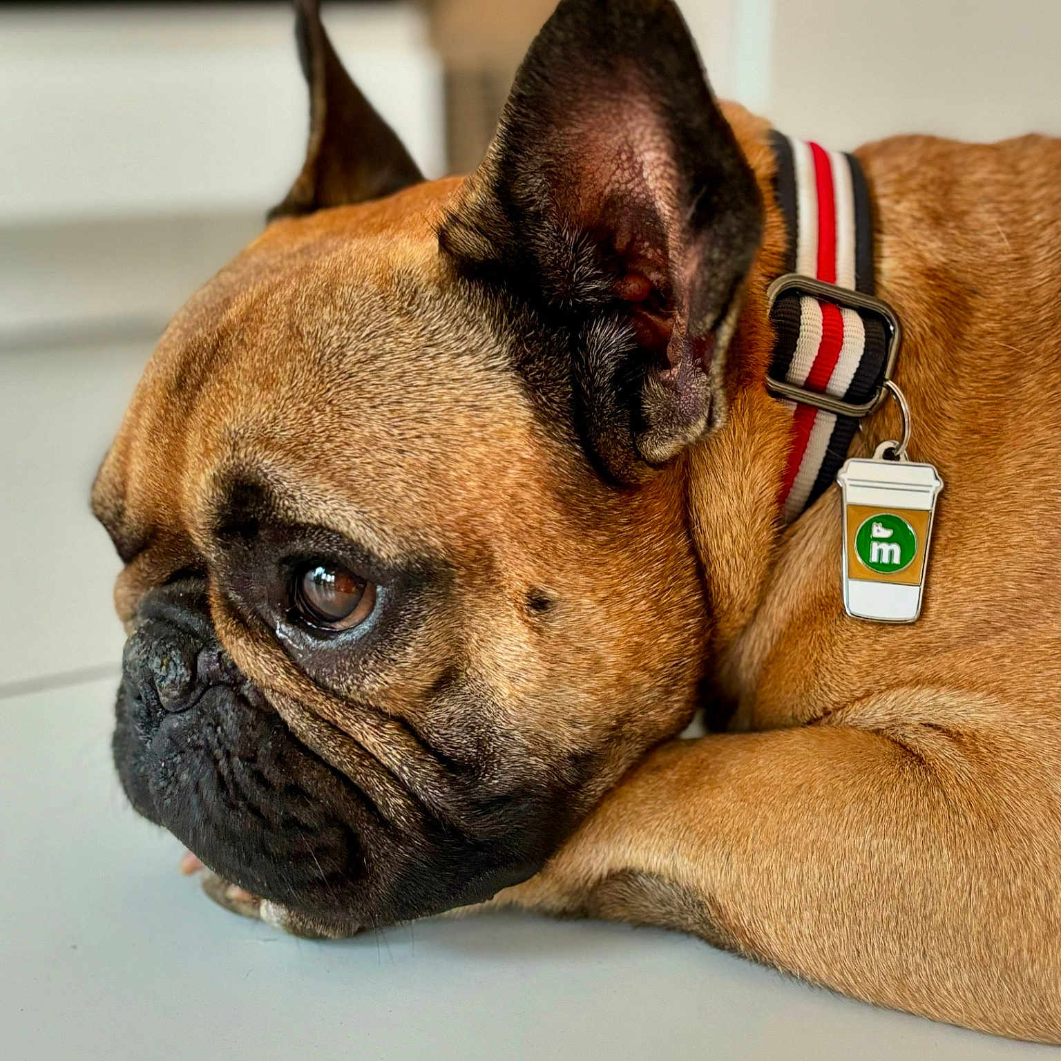 Tom a rejoint le concours — aidez-le/la à gagner de superbes lots ! accessories, animal, belt, boxer, bulldog, canine, dog, frenchbulldog, pet, pitbull, policedog, pug, puppy, snout