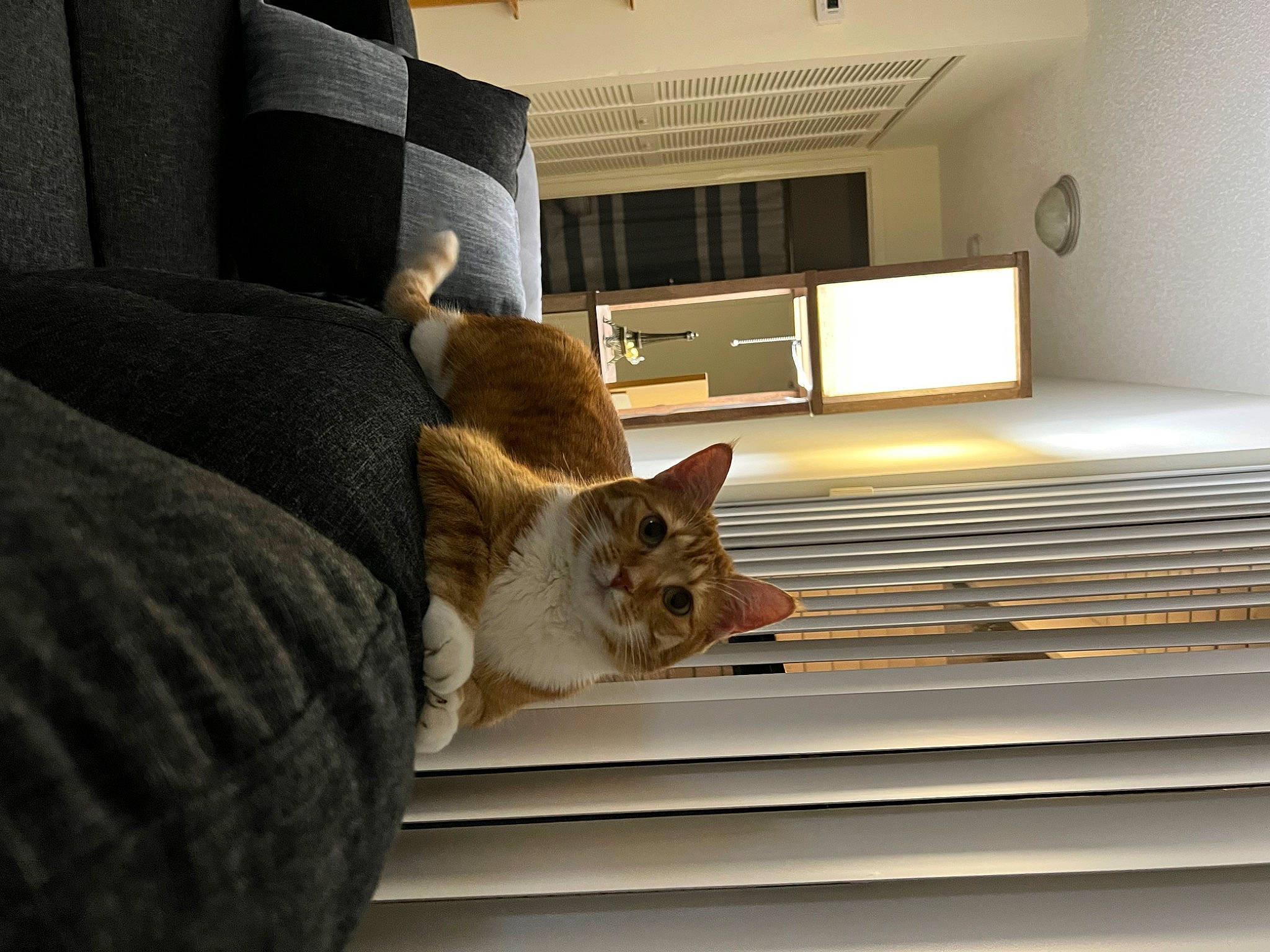 Krystal is registered to the contest to win money with this photo: cabinetry, carnivore, cat, comfort, couch, domestic_short_haired_cat, fawn, felidae, floor, flooring, fur, hardwood, house, small_to_medium_sized_cats, tail, whiskers, window, window_blind, window_covering, wood