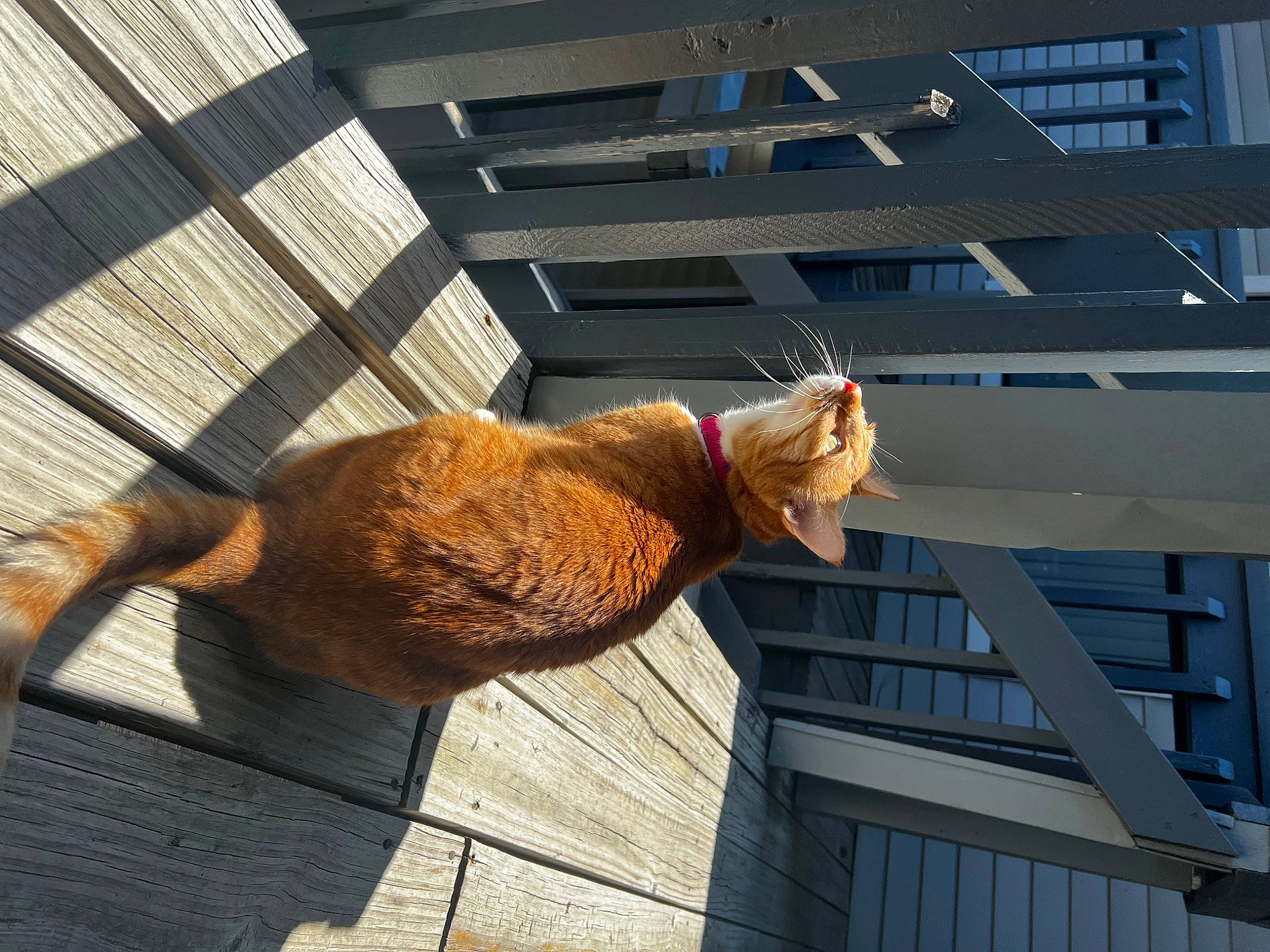 Krystal joined the competition — help win amazing prizes! building, carnivore, cat, daylighting, domestic_short_haired_cat, fawn, felidae, fur, galliformes, line, roof, shadow, small_to_medium_sized_cats, sporting_group, tail, tints_and_shades, tower, whiskers, window, wood