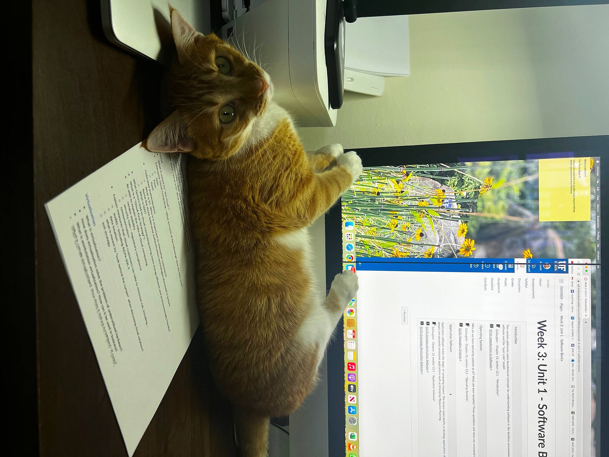 Krystal joined the competition — help win amazing prizes! art, box, cardboard, carnivore, cat, display_device, domestic_short_haired_cat, felidae, fur, machine, office_supplies, paper, paper_product, room, shelf, small_to_medium_sized_cats, tail, whiskers, wood