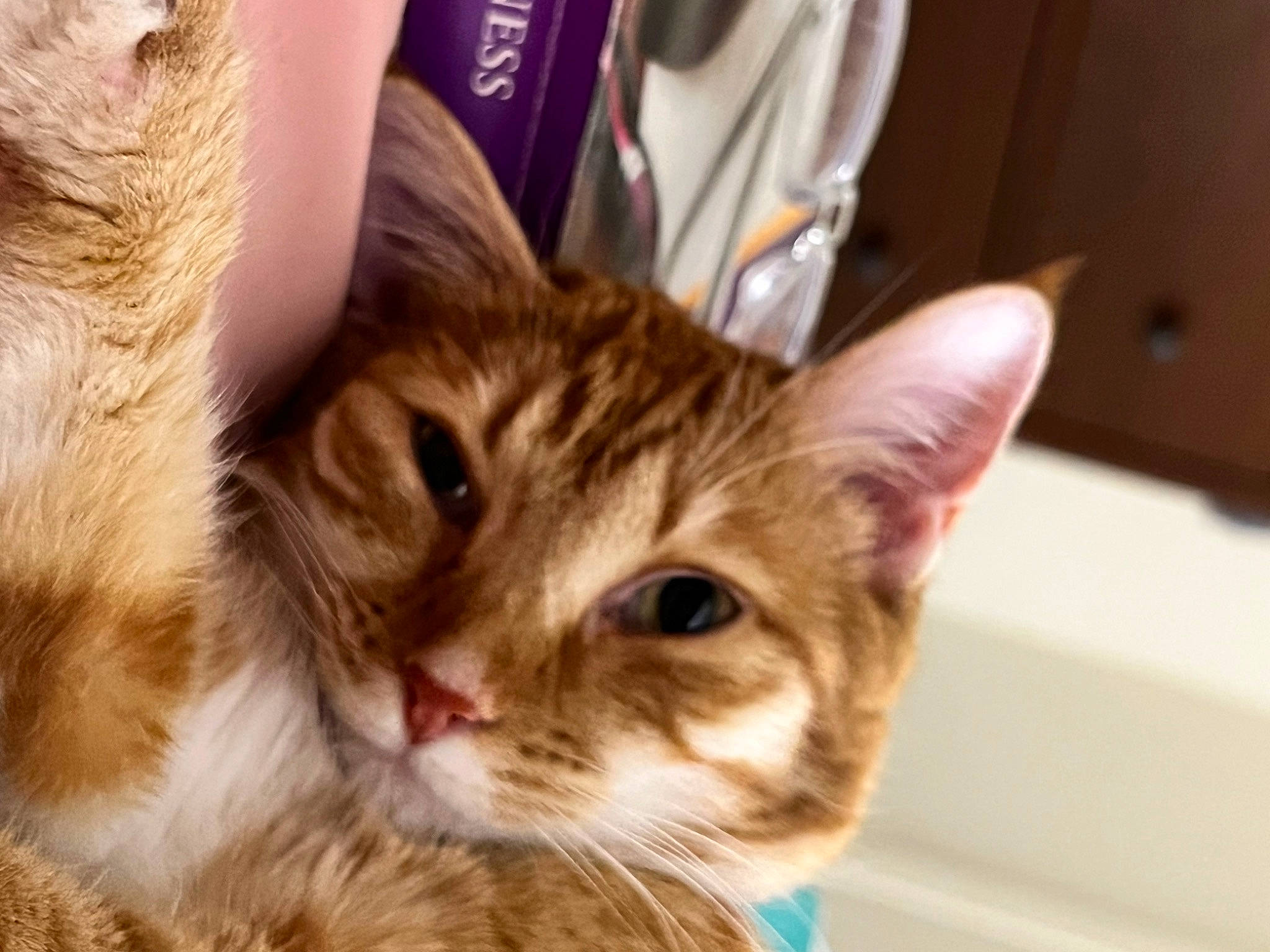 Krystal joined the competition — help win amazing prizes! carnivore, cat, claw, domestic_short_haired_cat, ear, fawn, felidae, fur, paw, small_to_medium_sized_cats, snout, whiskers, window