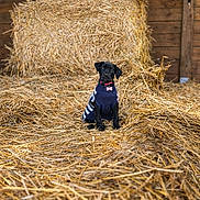 Huguette participe au concours pour gagner de l'argent avec cette photo : puppy, dog, black_dog, sweater, straw, barn, farm, animal, pet, cute, young_dog, wooden_wall, indoor, sitting, collar, cozy, rural, attention, small, adorable