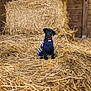 puppy, dog, black_dog, sweater, straw, barn, farm, animal, pet, cute, young_dog, wooden_wall, indoor, sitting, collar, cozy, rural, attention, small, adorable