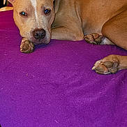 Zues is registered to the contest to win money with this photo: dog, tan_dog, pet, lying_down, purple_blanket, indoor, relaxed, paw, face, canine, animal, furry, bed, resting, brown, domestic_animal, companion, cute, looking, ears