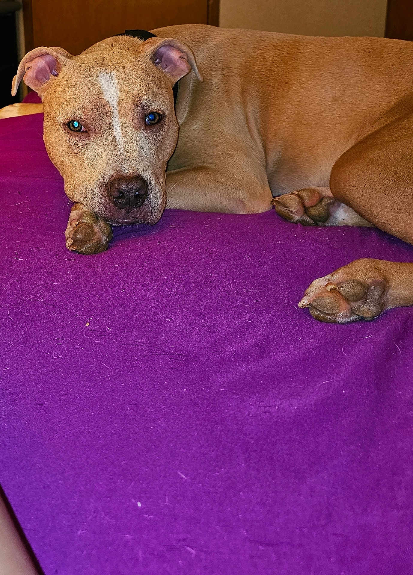 Zues is registered to the contest to win money with this photo: dog, tan_dog, pet, lying_down, purple_blanket, indoor, relaxed, paw, face, canine, animal, furry, bed, resting, brown, domestic_animal, companion, cute, looking, ears