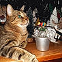 cat, tabby, animal, pet, feline, wooden_surface, decorations, christmas_trees, holiday, festive, ornaments, silver, greenery, indoor, closeup, curious, relaxed, whiskers, ears, eyes
