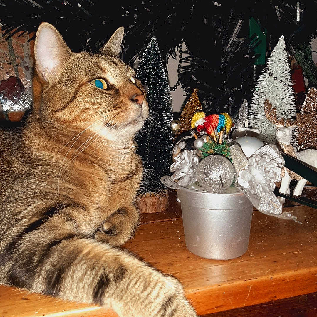 Maya a rejoint le concours — aidez-le/la à gagner de superbes lots ! animal, cat, christmas_trees, closeup, curious, decorations, ears, eyes, feline, festive, greenery, holiday, indoor, ornaments, pet, relaxed, silver, tabby, whiskers, wooden_surface
