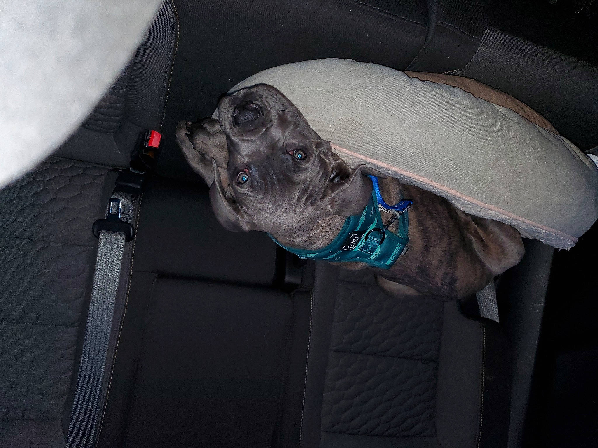 Bleu is registered to the contest to win money with this photo: auto_part, automotive_exterior, automotive_window_part, canidae, car_seat, car_seat_cover, carnivore, dog, dog_breed, door_handle, electric_blue, family_car, grey, hood, luxury_vehicle, snout, sporting_group, vehicle, vehicle_door, windshield