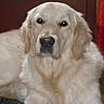 dog, golden_retriever, pet, animal, indoor, fur, canine, mammal, portrait, laying_down, looking_at_camera, domestic_animal, companion, fluffy, cute, friendly, calm, home, carpet, relaxed