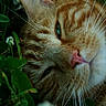 Leo is registered to the contest to win money with this photo: cat, ginger_cat, close_up, whiskers, greenery, nature, relaxation, animal, fur, pink_nose, leaf, outdoor, portrait, sleepy, resting, pet, wildlife, mammal, eye, soft_light