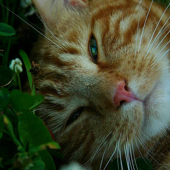 Leo is registered to the contest to win money with this photo: cat, ginger_cat, close_up, whiskers, greenery, nature, relaxation, animal, fur, pink_nose, leaf, outdoor, portrait, sleepy, resting, pet, wildlife, mammal, eye, soft_light