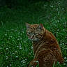 Leo is registered to the contest to win money with this photo: cat, ginger_cat, grass, greenery, flowers, outdoor, nature, animal, pet, feline, wildlife, plant, sitting, looking_back, whiskers, fur, daylight, meadow, field, curious