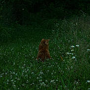 Leo is registered to the contest to win money with this photo: cat, meadow, wildflowers, greenery, nature, outdoor, animal, grass, forest, solitude, peaceful, orange_cat, flora, plant, wilderness, quiet, daytime, sitting, back_view, serene