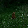 cat, meadow, wildflowers, greenery, nature, outdoor, animal, grass, forest, solitude, peaceful, orange_cat, flora, plant, wilderness, quiet, daytime, sitting, back_view, serene