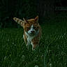cat, orange_cat, white_cat, grass, outdoor, nature, animal, pet, walking, feline, greenery, night, dark, focused, mammal, wildlife, grass_field, alert, fur, tail
