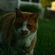 Swayer is registered to the contest to win money with this photo: cat, orange_cat, white_cat, grass, outdoor, yard, house, fence, pet, animal, nature, greenery, closeup, mammal, fur, whiskers, daylight, walking, focus, curious