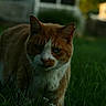 cat, orange_cat, white_cat, grass, outdoor, yard, house, fence, pet, animal, nature, greenery, closeup, mammal, fur, whiskers, daylight, walking, focus, curious