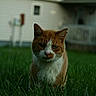 cat, orange_cat, white_cat, grass, outdoor, animal, pet, house, porch, greenery, nature, fur, whiskers, mammal, domestic_animal, serious_expression, closeup, daylight, background_blur, yard