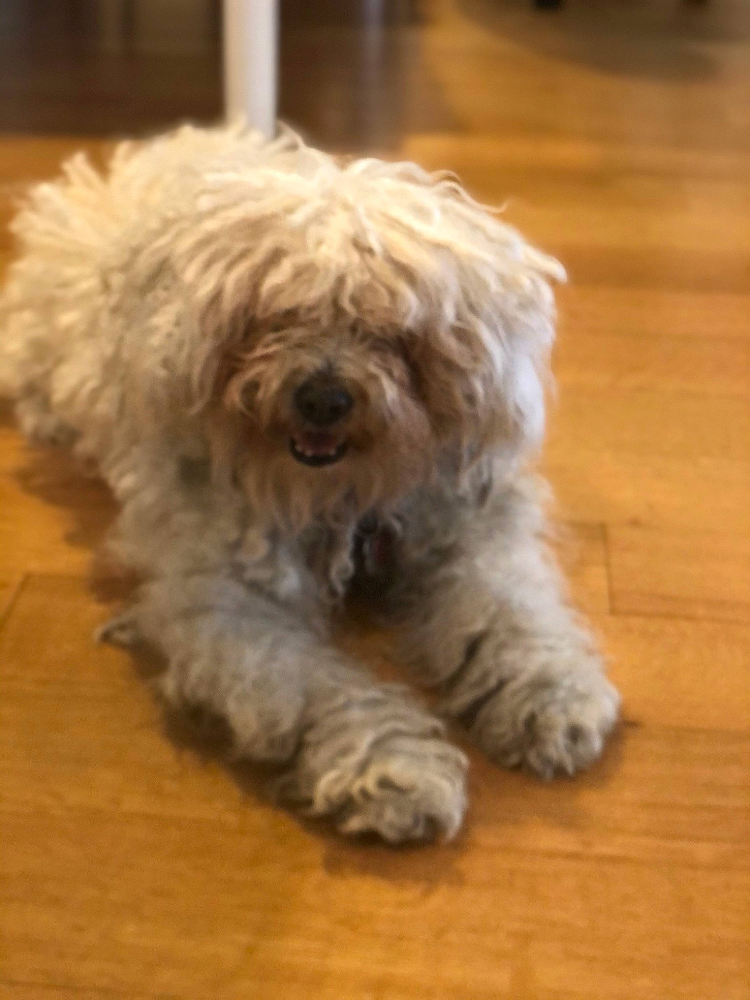 Bailey is registered to the contest to win money with this photo: canidae, carnivore, companion_dog, dog, dog_breed, flooring, fur, hardwood, small_terrier, snout, sporting_group, terrier, toy_dog, varnish, water_dog, wood, wood_flooring, wood_stain, working_animal, yorkipoo