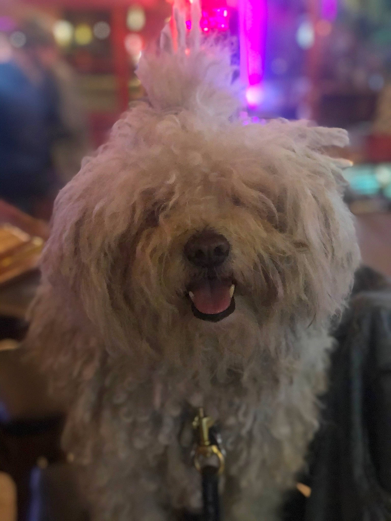 Bailey is registered to the contest to win money with this photo: canidae, carnivore, companion_dog, dog, dog_breed, event, fur, maltepoo, non_sporting_group, poodle, poodle_crossbreed, shih_poo, small_terrier, snout, sporting_group, terrier, toy_dog, water_dog, working_animal