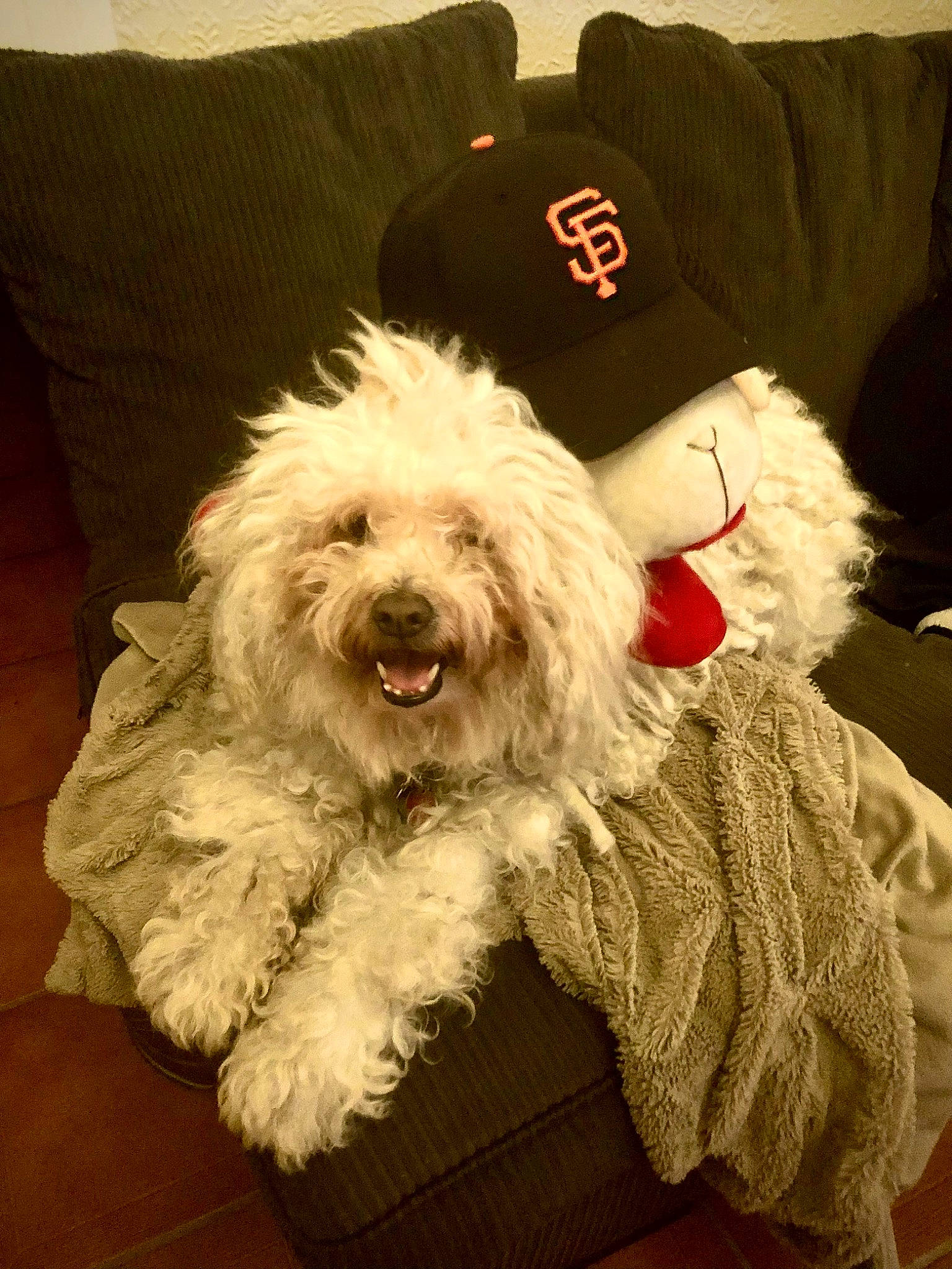 Bailey is registered to the contest to win money with this photo: canidae, carnivore, companion_dog, dog, dog_breed, dog_supply, fashion_accessory, fur, glasses, hat, maltepoo, non_sporting_group, poodle, sleeve, small_terrier, sporting_group, terrier, toy_dog, watch, water_dog