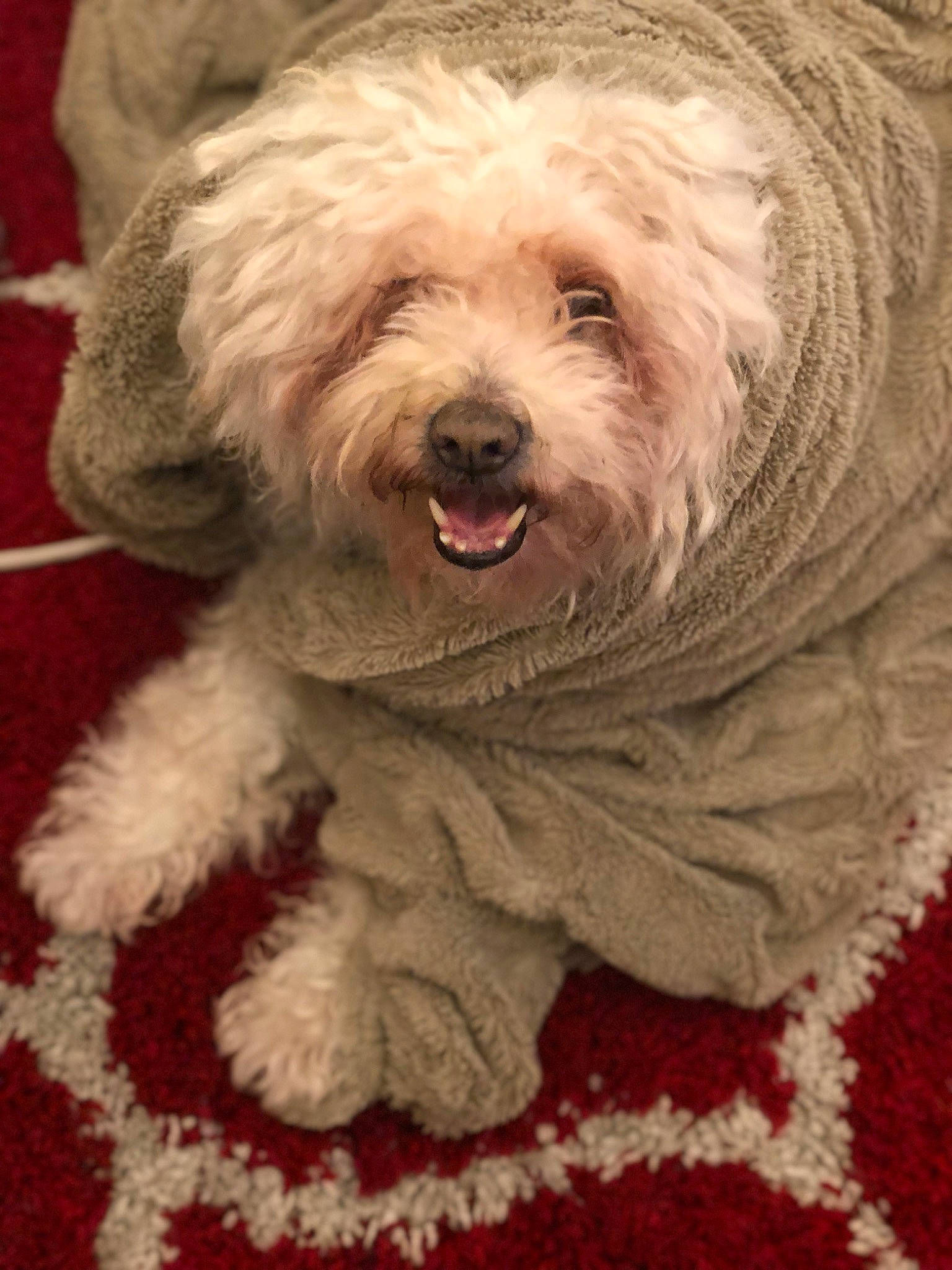 Bailey joined the competition — help win amazing prizes! canidae, carnivore, companion_dog, dog, dog_breed, fur, labradoodle, maltepoo, non_sporting_group, poodle_crossbreed, puppy_love, shih_poo, small_terrier, snout, sporting_group, terrier, toy_dog, water_dog, working_animal, yorkipoo
