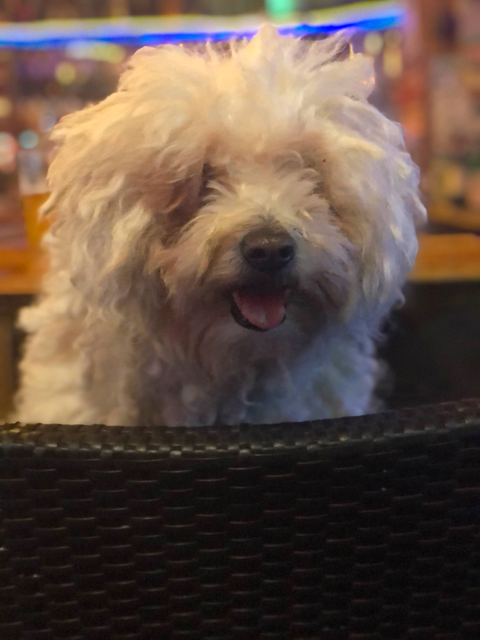 Bailey is registered to the contest to win money with this photo: canidae, carnivore, companion_dog, dog, dog_breed, fur, labradoodle, maltepoo, non_sporting_group, poodle_crossbreed, small_terrier, snout, sporting_group, terrier, toy_dog, water_dog, working_animal, yorkipoo