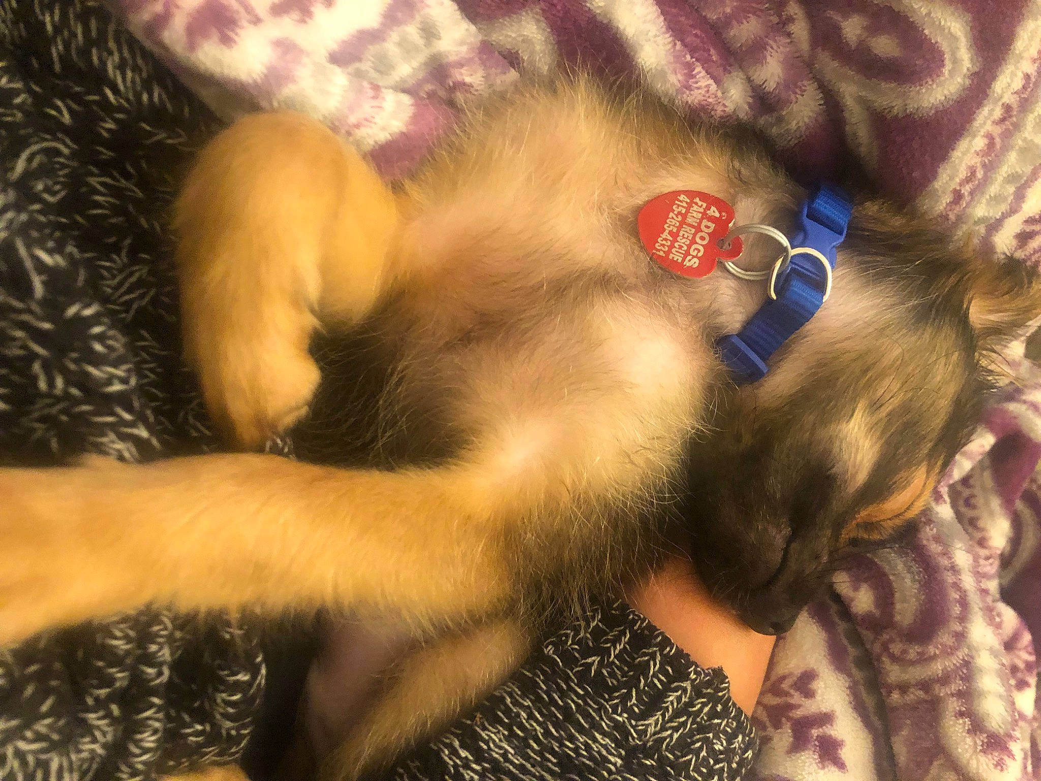 Lando is registered to the contest to win money with this photo: beard, claw, close_up, comfort, fawn, felidae, foot, fur, human_leg, mammal, nail, pattern, paw, plant, selfie, small_to_medium_sized_cats, tail, thigh, tree, whiskers