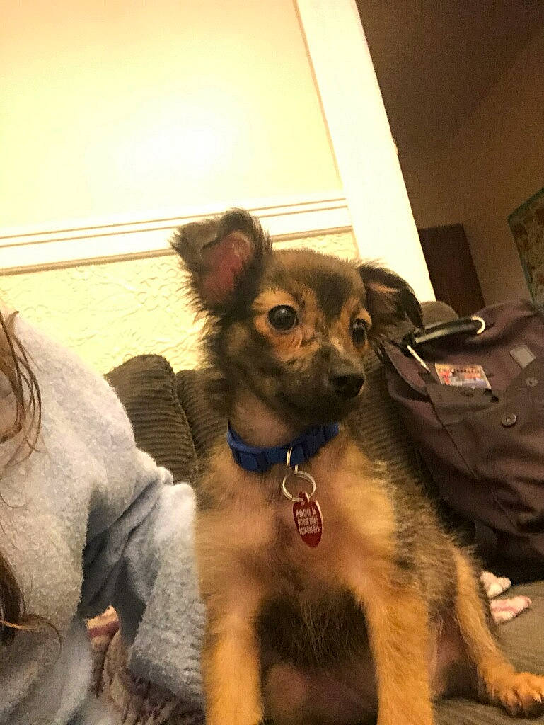 Lando joined the competition — help win amazing prizes! canidae, carnivore, companion_dog, dog, dog_breed, dog_supply, ear, fawn, flooring, fur, paw, picture_frame, snout, sporting_group, terrestrial_animal, toy_dog, whiskers, working_animal