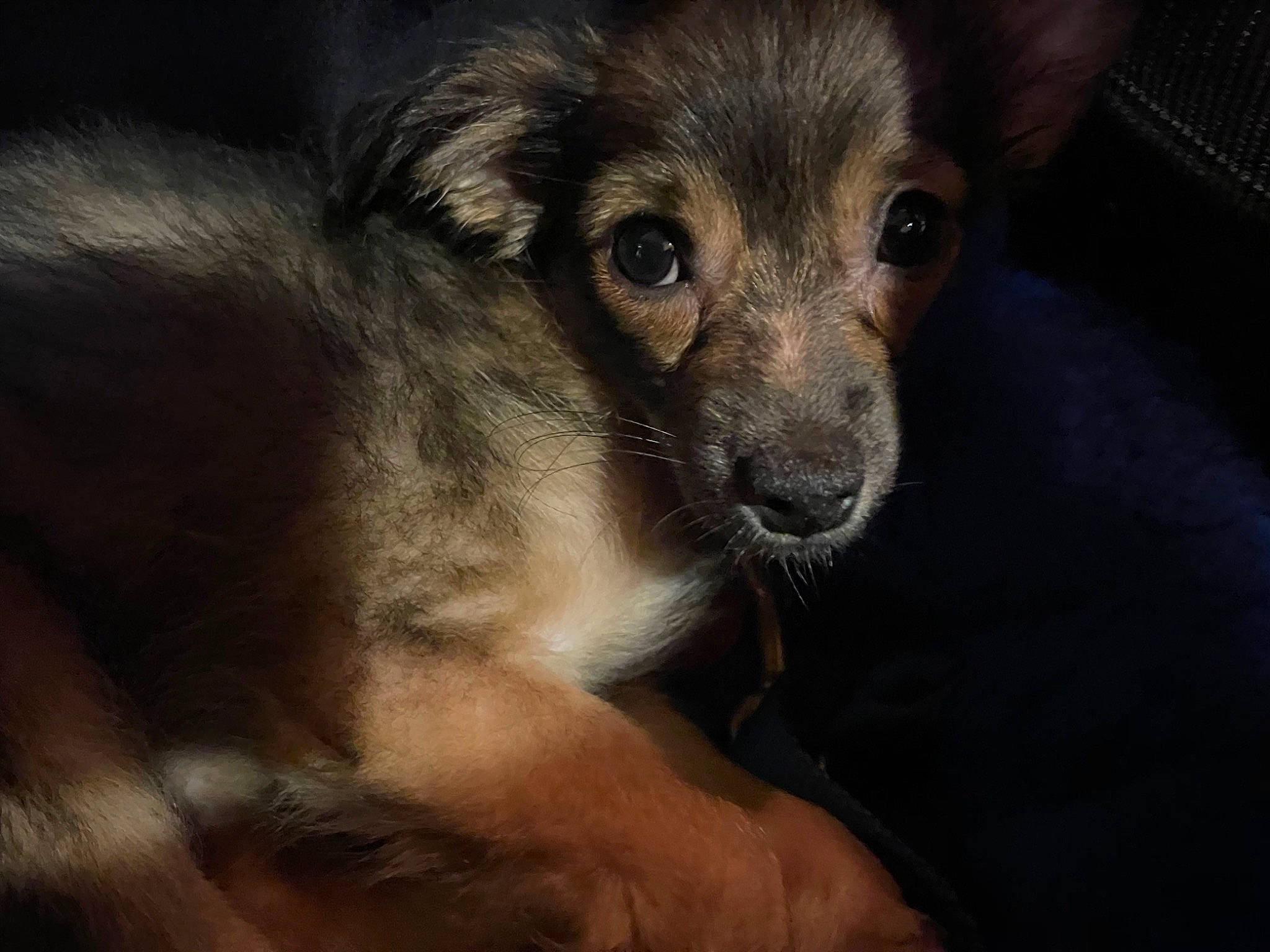 Lando joined the competition — help win amazing prizes! canidae, carnivore, companion_dog, dog, dog_breed, ear, fawn, fur, puppy, snout, terrestrial_animal, toy_dog, whiskers