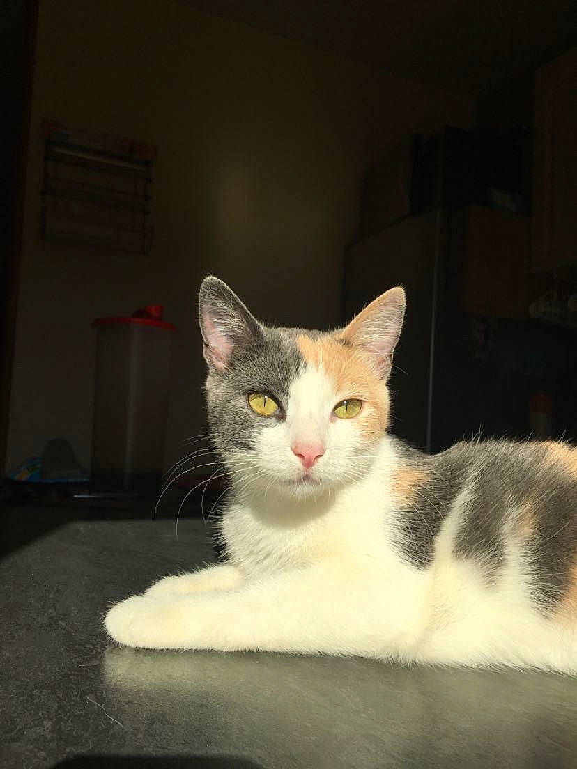 Kimy a rejoint le concours — aidez-le/la à gagner de superbes lots ! carnivore, cat, domestic_short_haired_cat, door, eye, felidae, fur, paw, pet_supply, sitting, small_to_medium_sized_cats, snout, tail, terrestrial_animal, whiskers