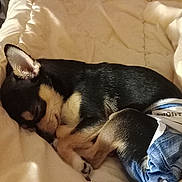 Roo is registered to the contest to win money with this photo: animal, bed, black, blanket, canine, cozy, curled_up, cute, diaper, dog, domestic_animal, fur, fur_texture, indoors, pet, relaxed, resting, sleeping, small_dog, tan