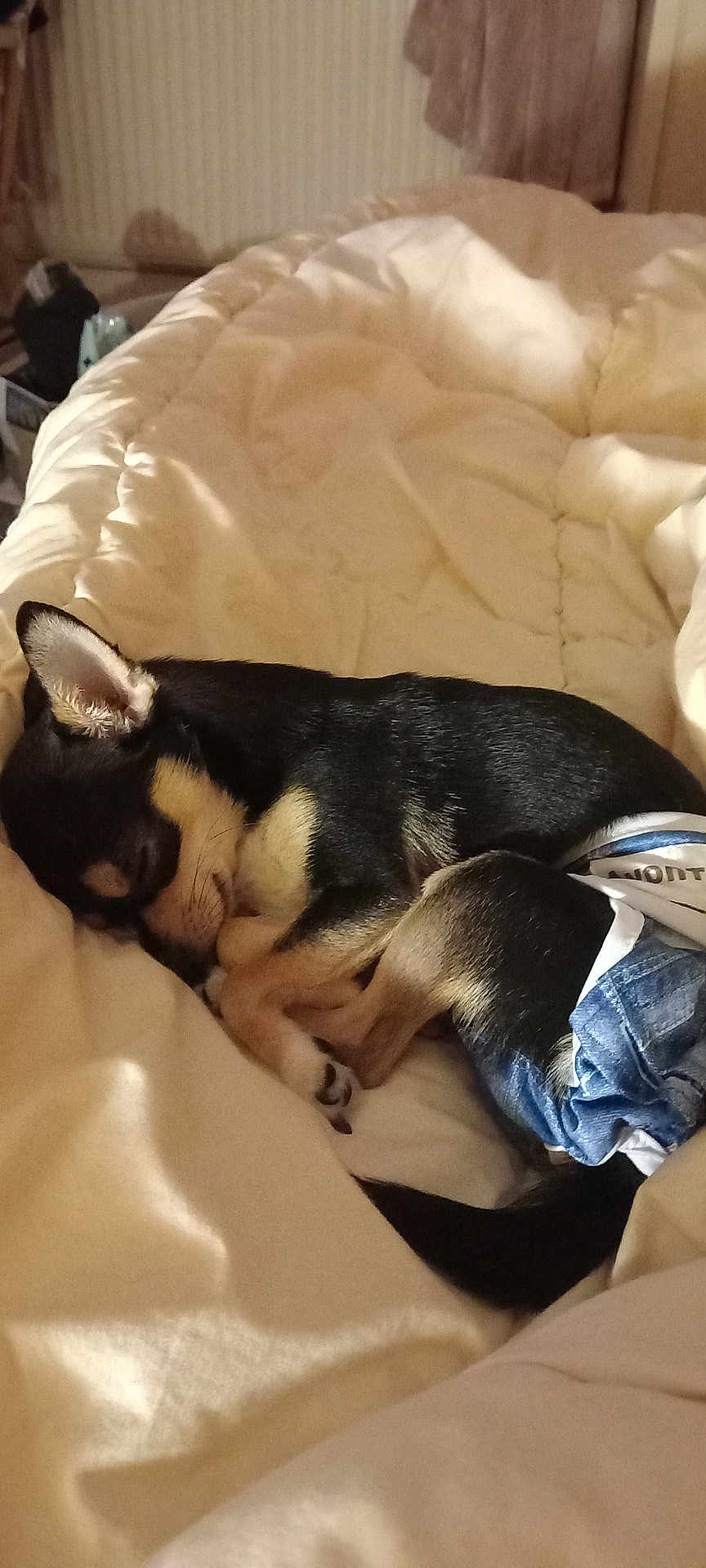 Roo is registered to the contest to win money with this photo: animal, bed, black, blanket, canine, cozy, curled_up, cute, diaper, dog, domestic_animal, fur, fur_texture, indoors, pet, relaxed, resting, sleeping, small_dog, tan
