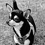 Roo is registered to the contest to win money with this photo: alert, animal, black_and_white, canine, chihuahua, close_up, cute, dog, ears, fur, grass, harness, leash, mammal, nature, outdoor, pet, portrait, side_view, small_dog