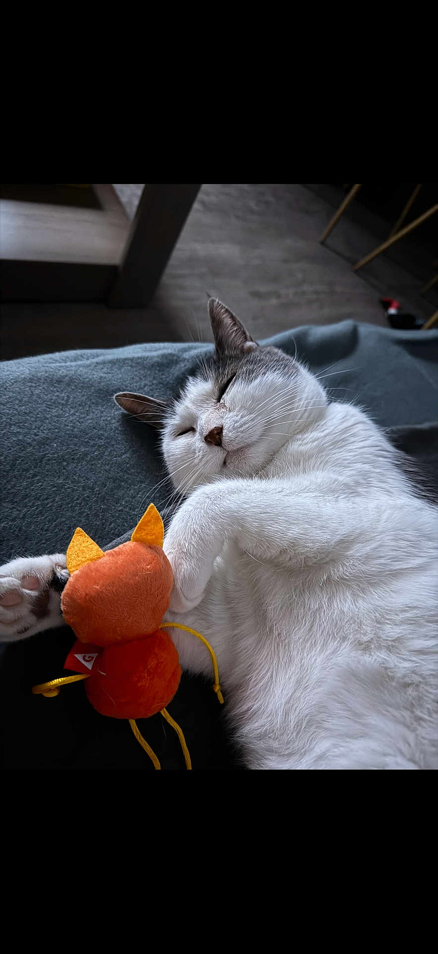 Myrtille a rejoint le concours — aidez-le/la à gagner de superbes lots ! cat, sleeping, plush_toy, indoor, cozy, white_fur, gray_fur, pet, relaxed, soft_surface, cuddly, cute, animal, resting, paw, toy, feline, domestic, close_up, peaceful