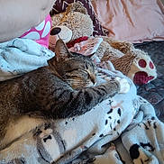 Boots is registered to the contest to win money with this photo: abyssinian, animal, bed, bedroom, blanket, canine, cat, couch, dog, furniture, homedecor, indoors, kitten, linen, person, pet, quilt, room, sleeping, toy