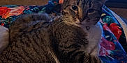 Boots is registered to the contest to win money with this photo: abyssinian, animal, bed, blanket, cat, computerhardware, couch, electronics, furniture, hardware, hardwood, indoors, kitten, manx, monitor, pet, quilt, screen, tv, wood