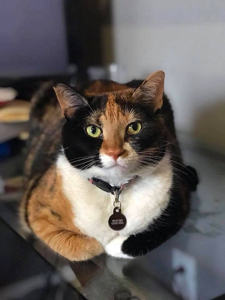 Lily is registered to the contest to win money with this photo: carnivore, cat, collar, domestic_short_haired_cat, eye, felidae, fur, hair, head, human_body, small_to_medium_sized_cats, snout, tail, whiskers