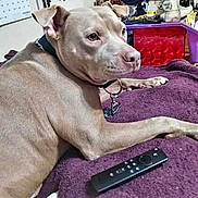 Brutus joined the competition — help win amazing prizes! animal, blanket, brown, calendar, close_up, collar, dog, domestic, fan, furniture, household, indoor, looking, lying_down, pet, purple, relaxed, remote_control, table, treat_jar