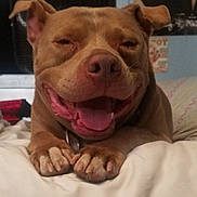 Brutus joined the competition — help win amazing prizes! dog, smiling, tongue_out, paws, bed, indoor, pet, canine, happy, relaxed, light_brown, close_up, portrait, animal, cute, domestic, fur, ears, nose, tongue