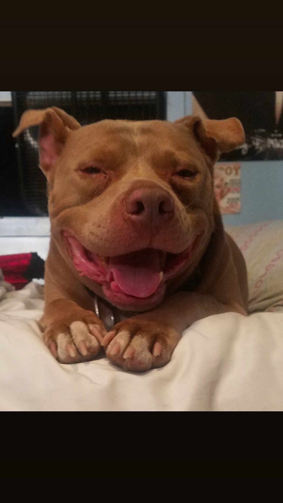 Brutus
